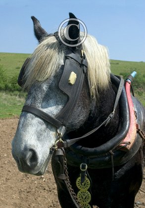 Percheron